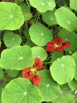 ナスタチウムの花と葉っぱ ナスタチウム,キンレンカ,花の写真素材