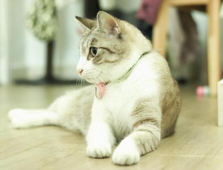 美しい猫 横顔 ポーズ 猫,伏せ,ポーズの写真素材