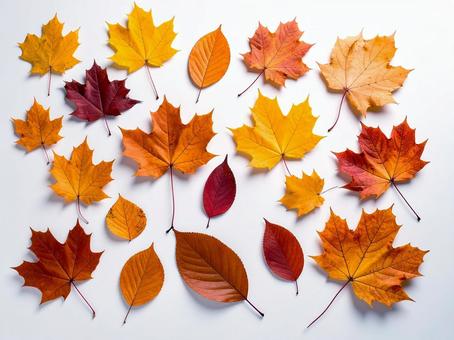 紅葉 紅葉の写真