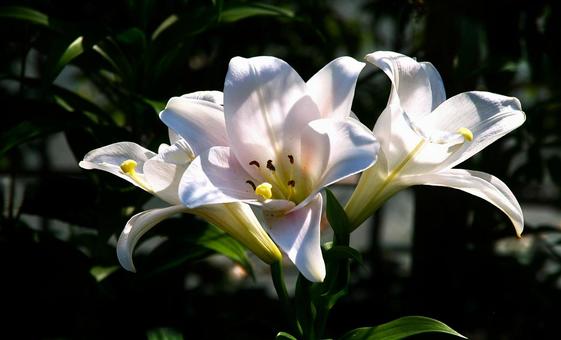 ユリ 綾瀬5 ユリ 綾瀬5 ユリ,白,花の写真素材