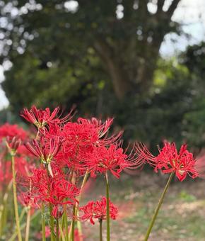 秋を彩る彼岸花 秋を彩る彼岸花 彼岸花,曼珠沙華,ヒガンバナの写真素材