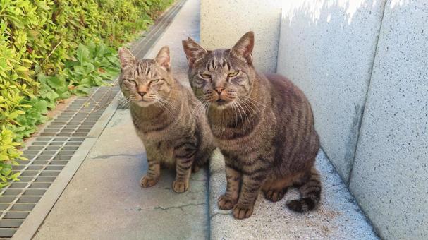 シンクロ率が高いカメラ目線のもふもふ猫達 猫,キジトラ,カメラ目線の写真素材