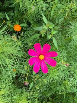 コスモス コスモスの写真