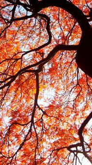 Photo, maple, autumn leaves, leaf, 