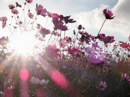 夕日に照らされたピンクのコスモス畑 花,秋,コスモスの写真素材