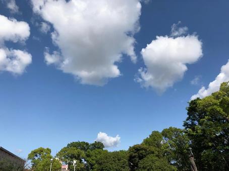 公園から見上げると、木々の間に広がる青空と白い雲 公園から見上げると、木々の間に広がる青空と白い雲の写真