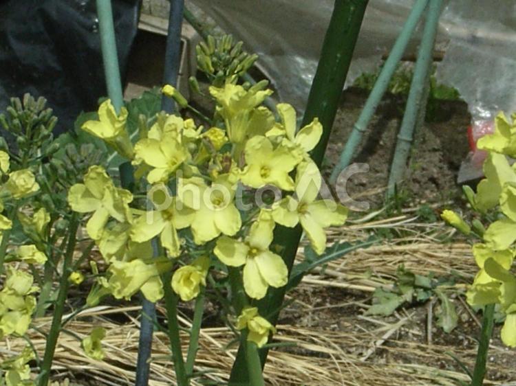 黄色の花を咲かせる何か9 黄色い花,黄色,花びらの写真素材