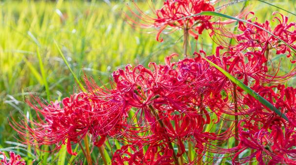 田園に咲く真紅の彼岸花 田園に咲く真紅の彼岸花の写真