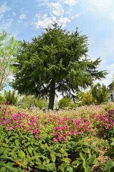 夏の花、庭の花 夏の花、庭の花の写真