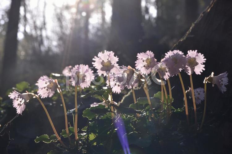 夕日に映えるイワウチワの花 イワウチワ,花,自然の写真素材