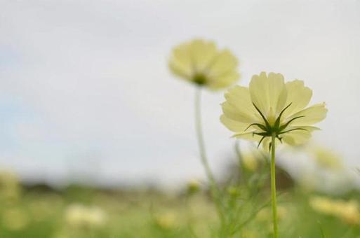 コスモス コスモス コスモス,花,植物の写真素材