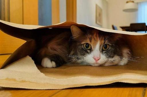 紙袋の中に入ってる猫の写真