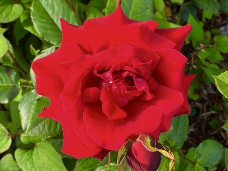 真っ赤な薔薇 真っ赤な薔薇の写真