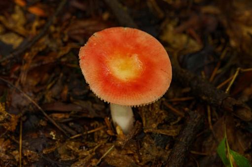 森の中の小さ赤いキノコ 森の中の小さ赤いキノコ キノコ,きのこ,茸の写真素材