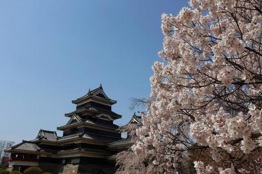 The castle tower and cherry blossoms in the Honmaru Gardens of Matsumoto Castle, a national treasure, in early April, JPG The castle tower and cherry blossoms in the Honmaru Gardens of Matsumoto Castle, a national treasure, in early April, JPG