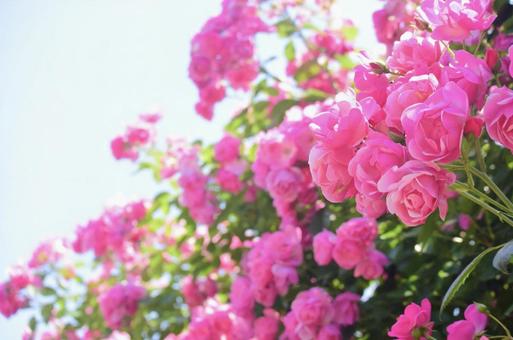 ピンクのバラと青空 バラ,ピンク,花の写真素材