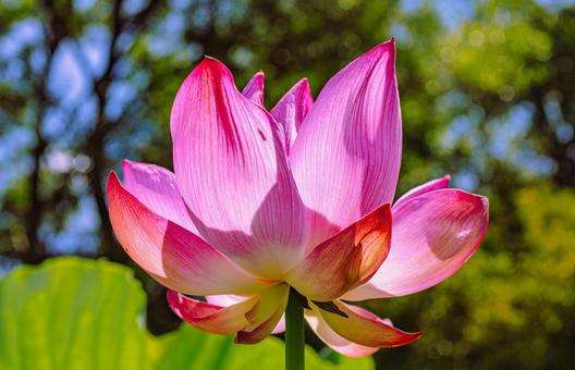 古代ハスの花6ー25 古代ハスの花6ー25の写真
