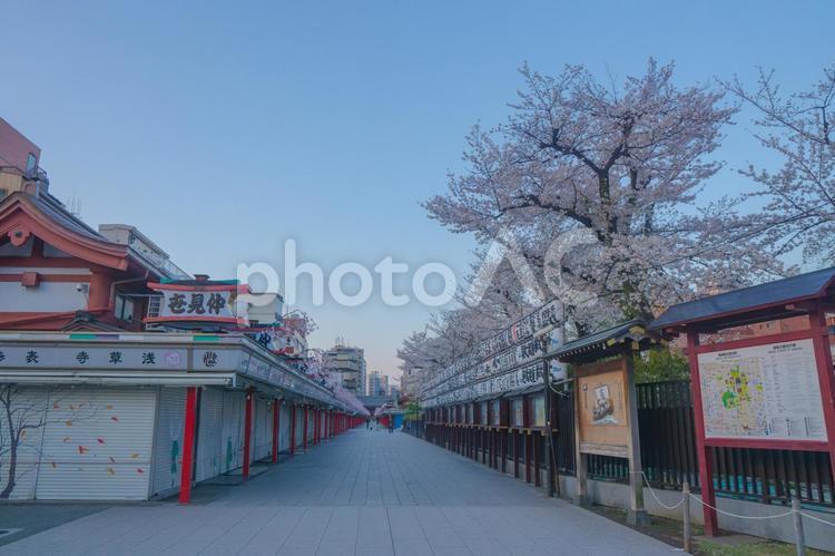 春の桜が満開の浅草寺仲見世通り 浅草寺,仲見世通り,桜の写真素材