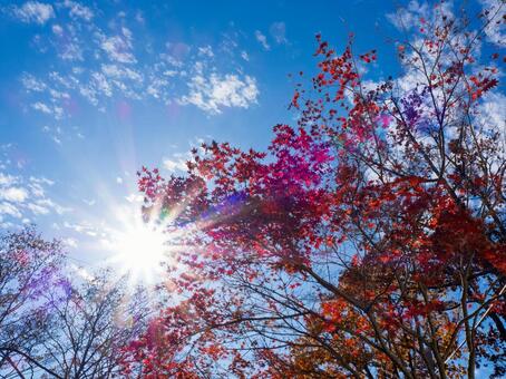 紅葉と朝日が輝く秋の風景 紅葉,秋,日差しの写真素材