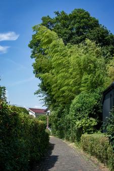 遊歩道 遊歩道,歩道,山王窪の築樋の写真素材