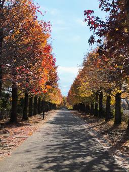 色鮮やかに紅葉したカエデの並木 カエデ,紅葉,秋の写真素材