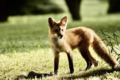 Fox, JPG Fox, JPG
