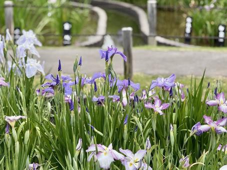 堀切菖蒲園 曇り空の下咲き誇る花菖蒲 堀切菖蒲園 曇り空の下咲き誇る花菖蒲の写真