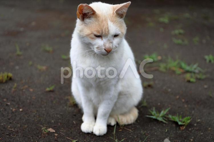 公園の野良猫 猫,ねこ,ネコの写真素材