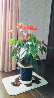観葉植物 観葉植物の写真