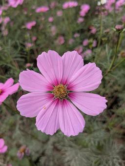健気な秋桜 コスモス畑,花,秋の風景の写真素材