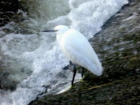河川の斜面で獲物を待つコサギ 河川の斜面で獲物を待つコサギの写真