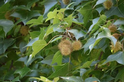緑の葉と実のふうの木の枝のアップ 緑,葉,実の写真素材