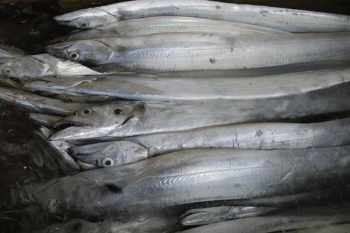 魚市場の太刀魚 魚市場の太刀魚の写真