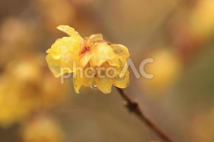 春が来たァ～蠟梅 オレンジ,梅,花の写真素材
