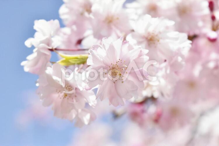 桜の枝　花のアップ 桜,花,春の写真素材