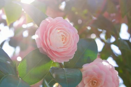Pink camellia (backlit), JPG