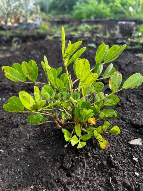 市民農園の落花生の栽培 落花生,豆,食べ物の写真素材