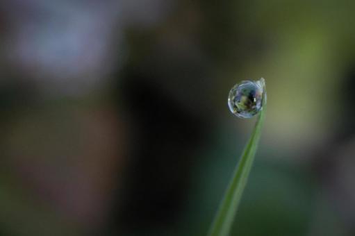 水滴 水滴の写真