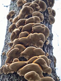 桜の木を覆うキノコの群生 キノコ,菌類,樹木の写真素材