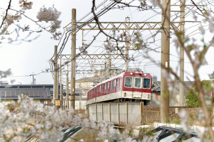 満開の桜と近鉄列車 近鉄,近畿日本鉄道,万博の写真素材