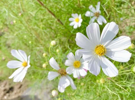 真っ白なコスモス2 真っ白なコスモス2 コスモス,秋桜,白色の写真素材
