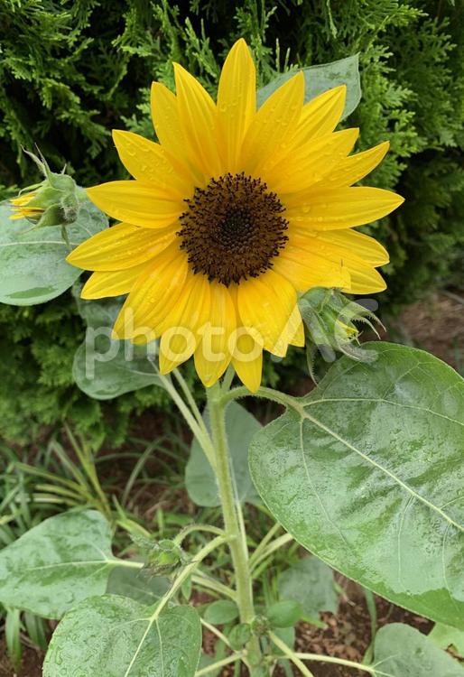 雨上がりのひまわり ひまわり,ヒマワリ,flowerの写真素材