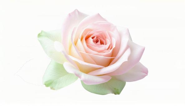 淡いピンクの薔薇(背景透過) 淡いピンクの薔薇(背景透過)の写真