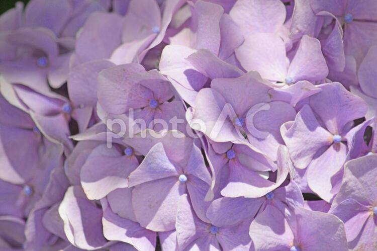 テクスチャ　紫陽花の花　紫 テクスチャ,紫陽花,紫の写真素材
