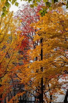 北海道札幌市　秋の紅葉の色づき 北海道,北,札幌市の写真素材