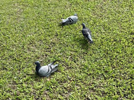 ３匹のハト ハト,野鳥,自然の写真素材