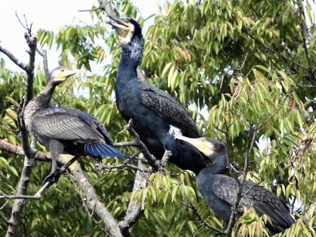 高い木の上にとまるカワウの写真