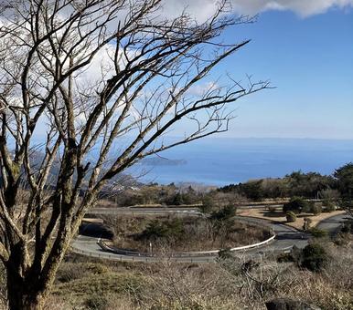 木と海 木と海の写真