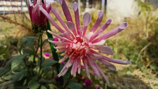 紫の食用菊・もってのほか 菊,食用菊,もってのほかの写真素材