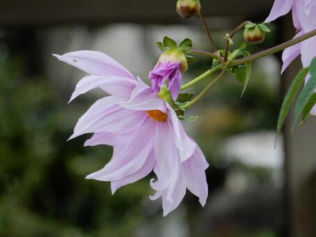 【花の写真】皇帝ダリア 皇帝ダリア,コウテイダリア,植物の写真素材